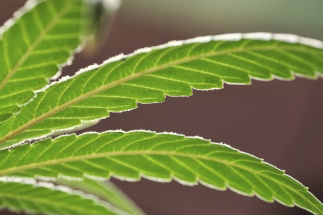 Encinitas City Council sets licensing fees for cannabis companies